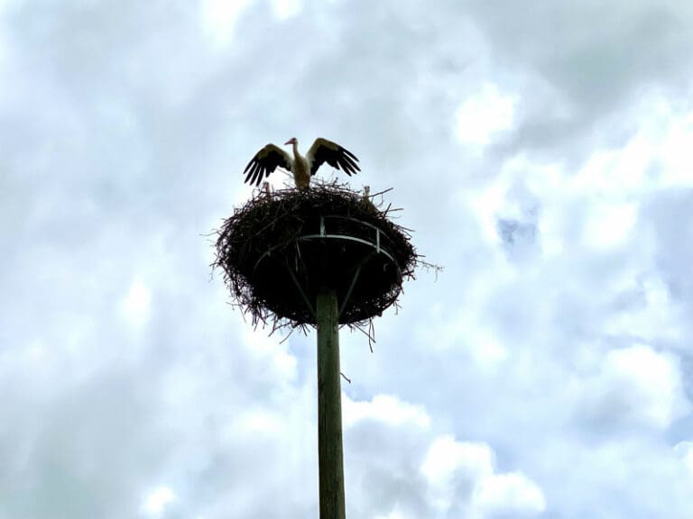 Horst mit Storch, der die Fügel spreizt